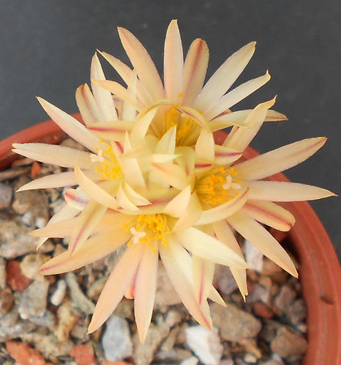 turbinicarpus krainzianus v minimus - b-cactusi infloriti