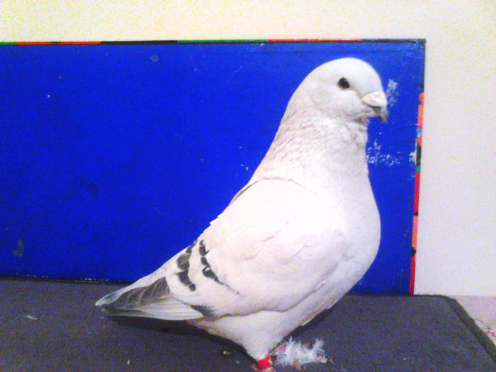 IMG_20140104_205248_369; M:2013
