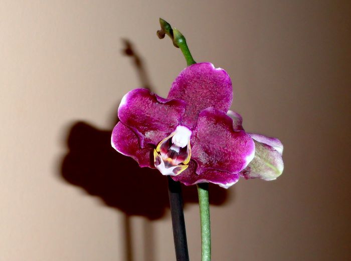  - Phalaenopsis 1