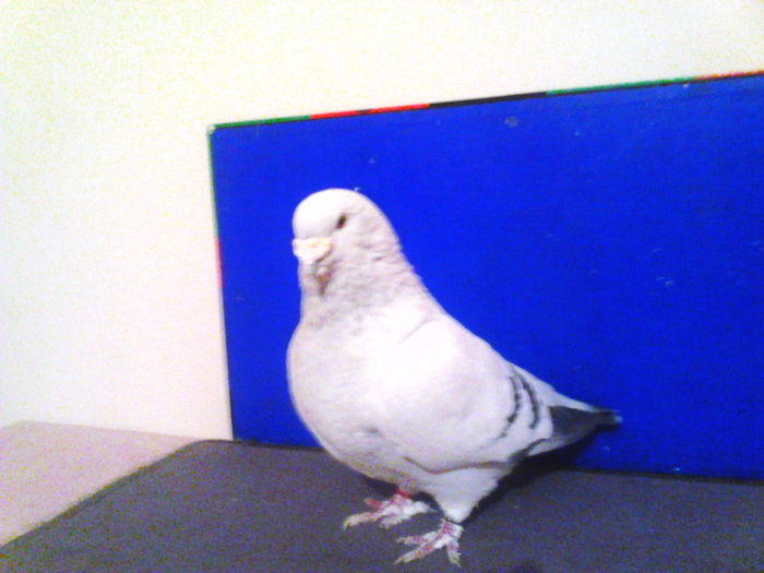 IMG_20140104_204655_193 - Porumbei Standard 2014