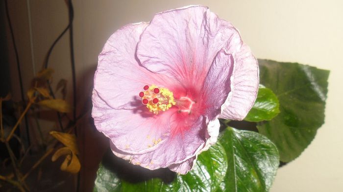 Winter Light - Hibiscus 2014-1