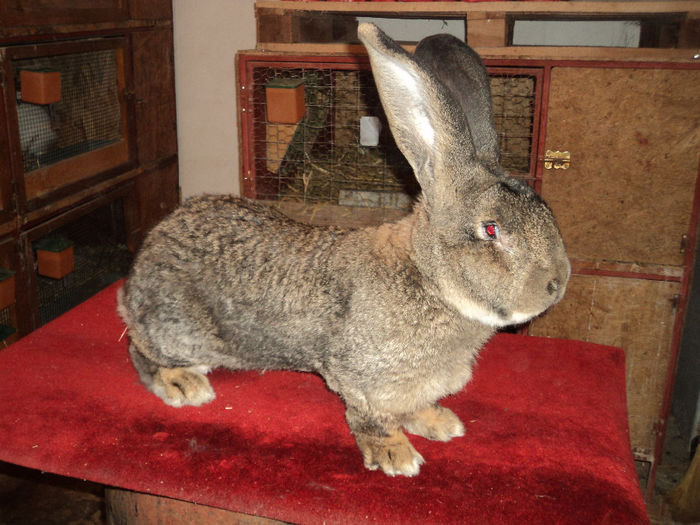  - AA CONTACT-CARTE DE VIZITA