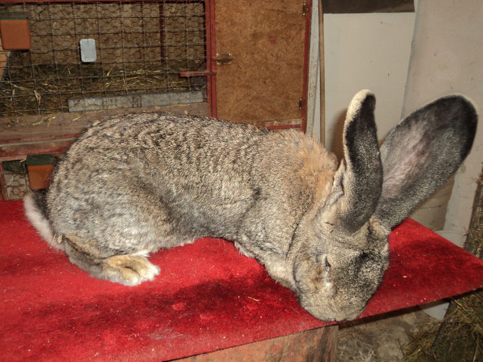  - AA CONTACT-CARTE DE VIZITA