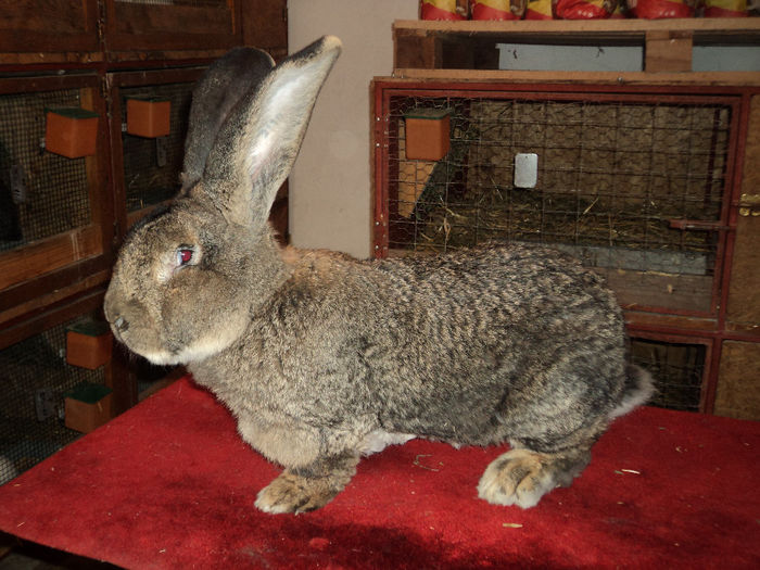  - AA CONTACT-CARTE DE VIZITA