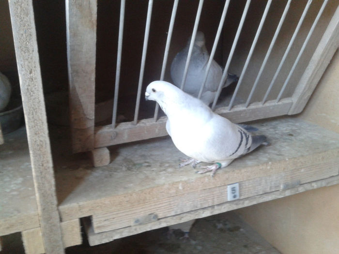 2014-01-04 14.36.42 - Crescatorie Porumbei