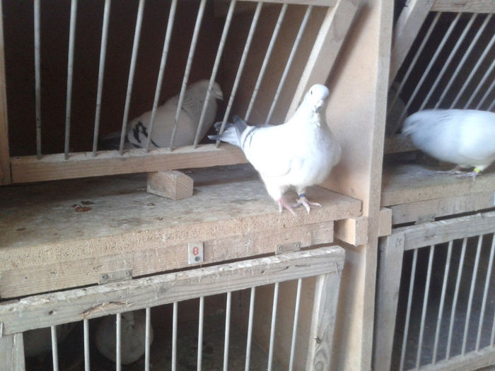 2014-01-04 14.37.27 - Crescatorie Porumbei