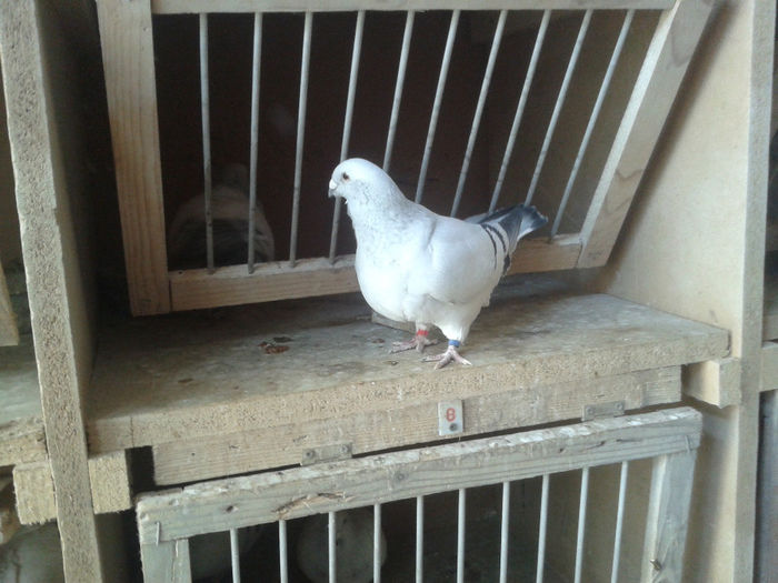 2014-01-04 14.37.34 - Crescatorie Porumbei