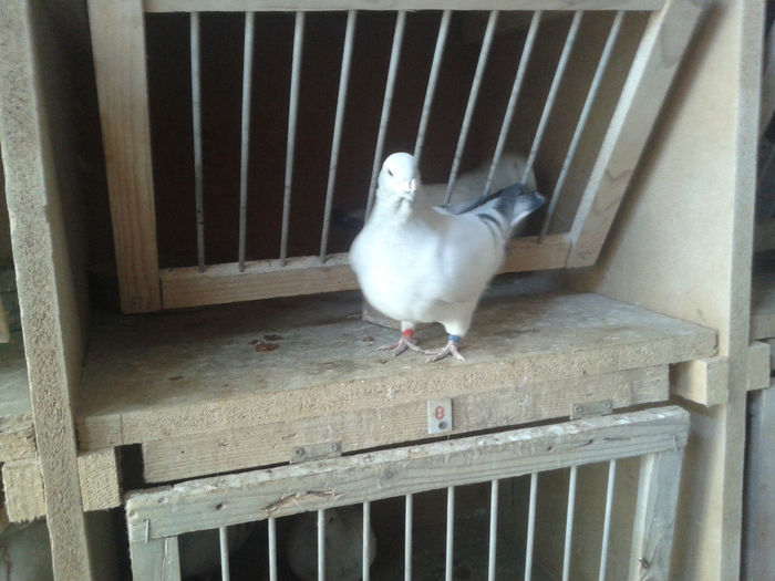 2014-01-04 14.37.37 - Crescatorie Porumbei