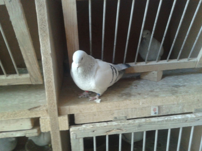 2014-01-04 14.38.07 - Crescatorie Porumbei