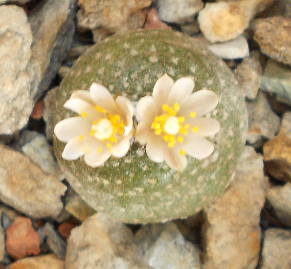 blossfeldia liliputana - b-cactusi infloriti