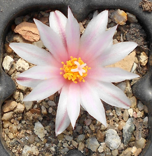 turbinicarpus mombergerii