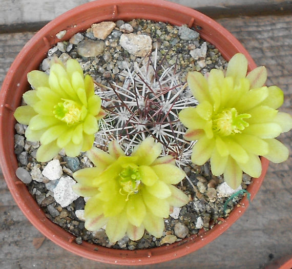 echinocereus davisii