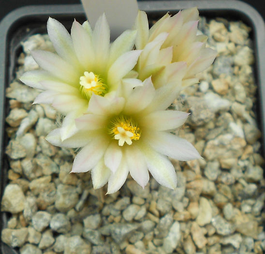 turbinicarpus subterraneus v  zaragozae