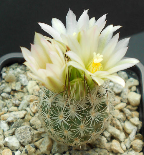 turbinicarpus subterraneus v zaragozae