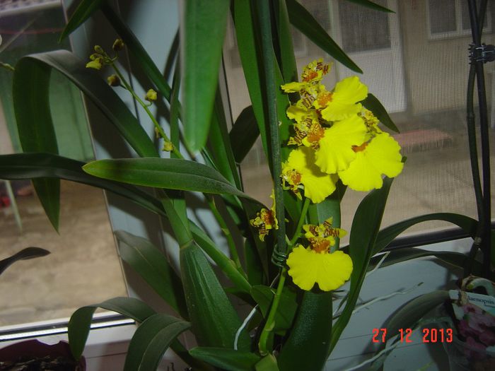 Picture 079