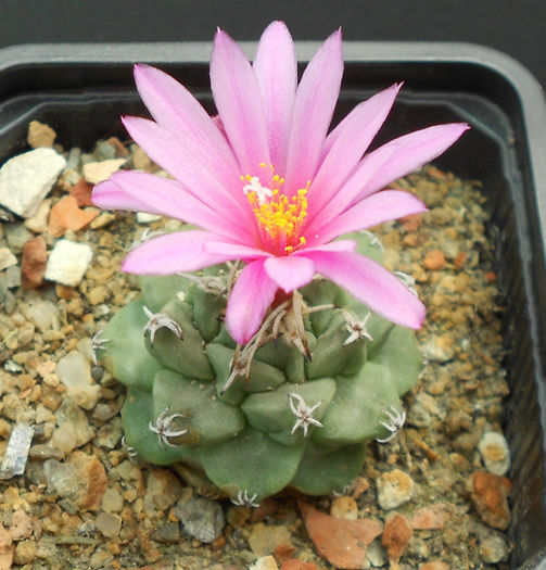 turbinicarpus alonsoi