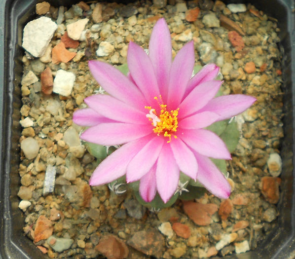 turbinicarpus alonsoi