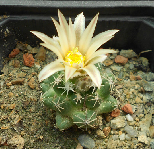 escobaria missouriensis ssp. navajoensis