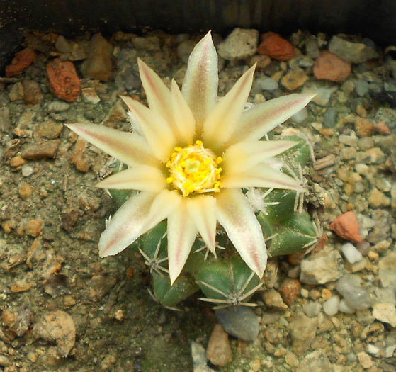 escobaria missouriensis ssp navajoensis