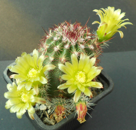 echinocereus viridiflorus