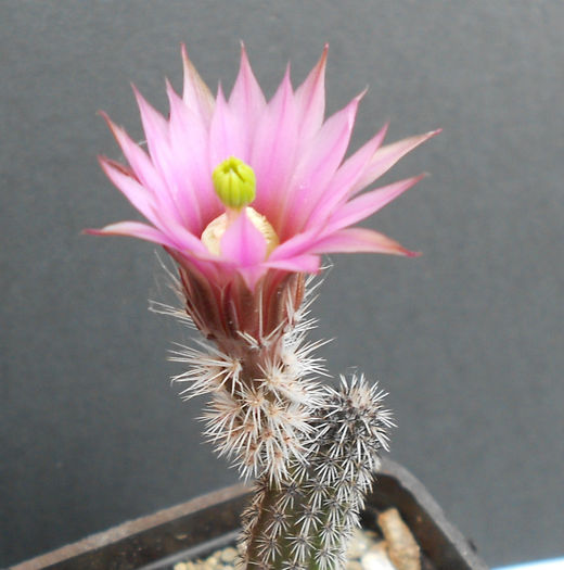 echinocereus (wilcoxia) tamaulipensis