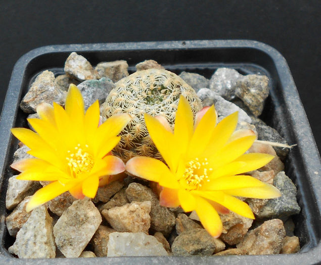 sulcorebutia langerii