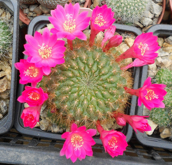 rebutia