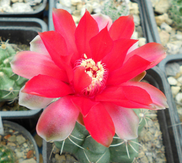 gymnocalycium baldeanum