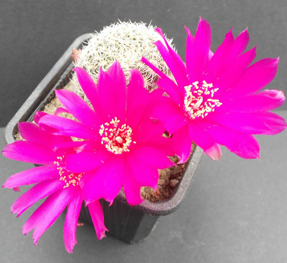 sulcorebutia albissima wk679