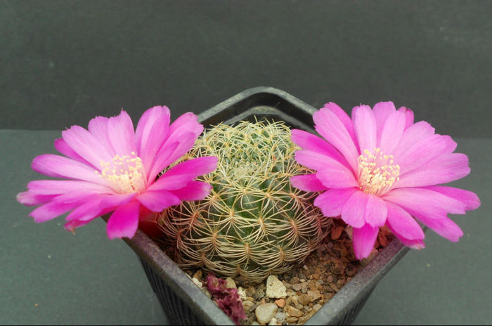 sulcorebutia albissima