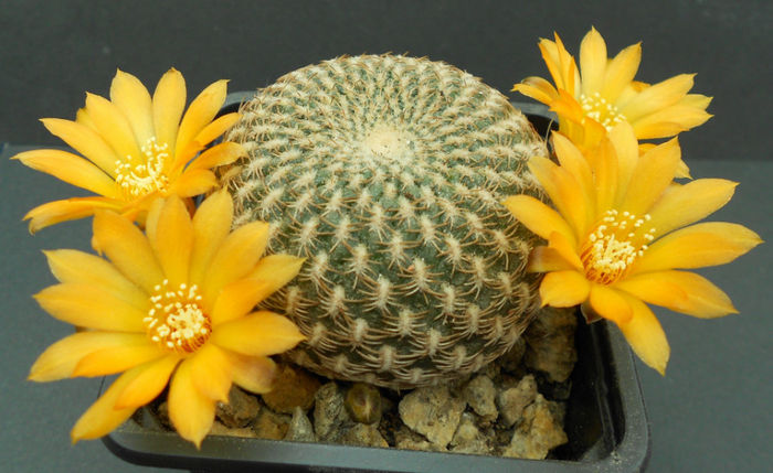 sulcorebutia arenacea