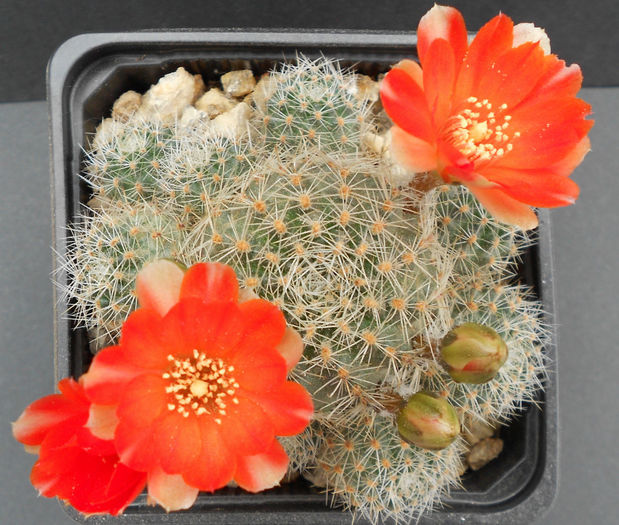 rebutia