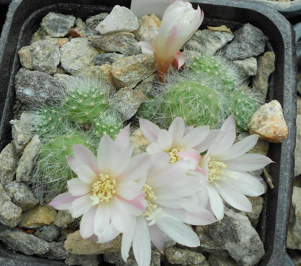 rebutia albiflora