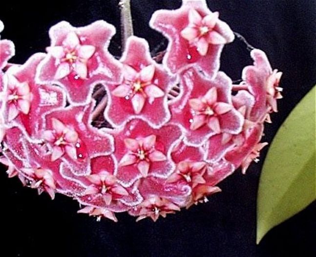 Hoya publicalyx Silver Pink-gasit