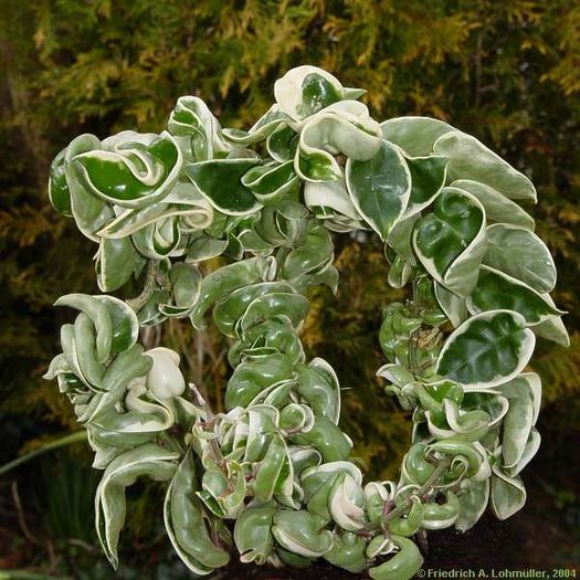 Hoya compacta variegata - Wish-list 2014