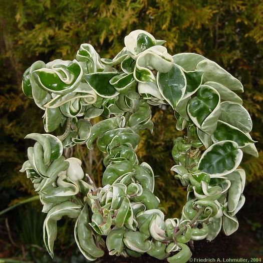 Hoya compacta variegata