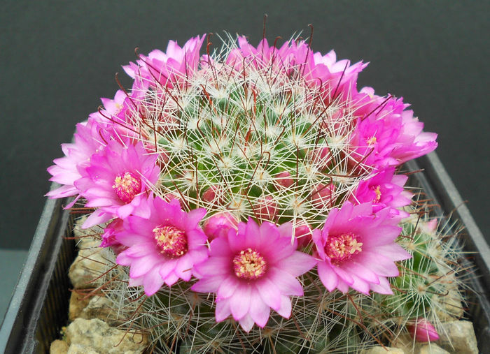mamm. zeilmanniana - b-cactusi infloriti