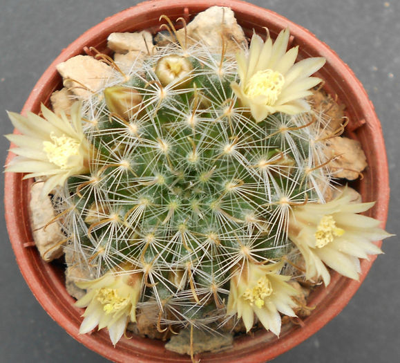 mamm. crinita - b-cactusi infloriti