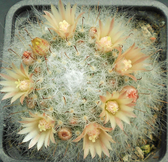 mamm. bocasana - b-cactusi infloriti