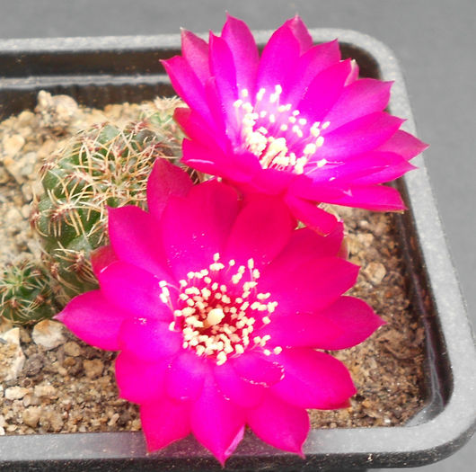 sulcorebutia hoffmanniana - b-cactusi infloriti