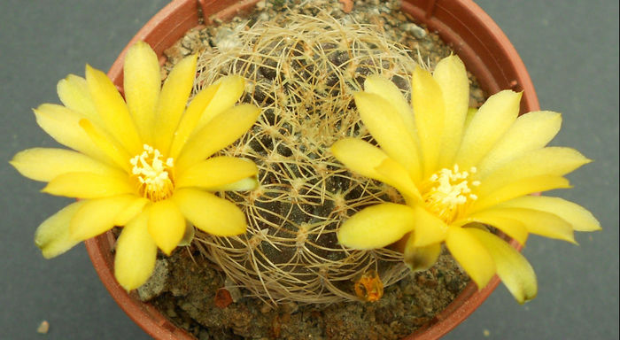 sulcorebutia candiae - b-cactusi infloriti