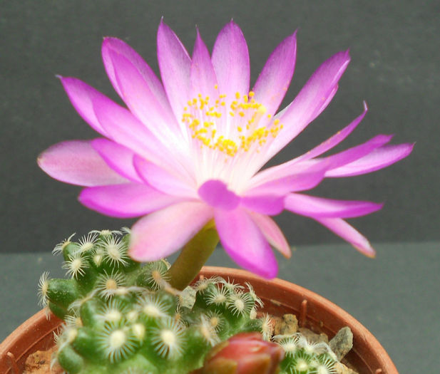 mamm. saboae v haudeana - b-cactusi infloriti