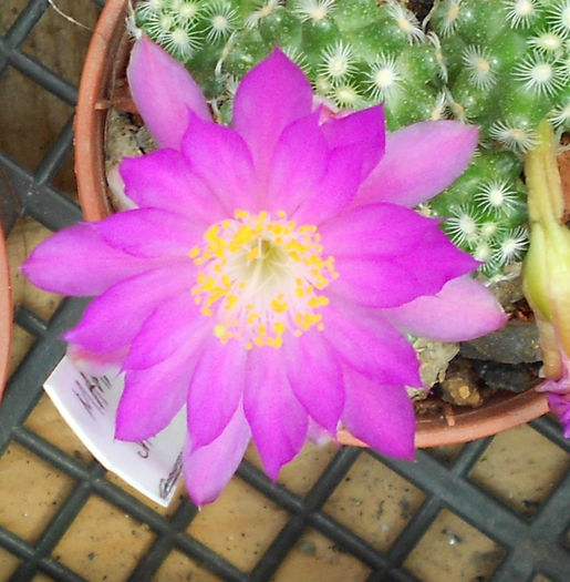 mamm. saboae v haudeana - b-cactusi infloriti