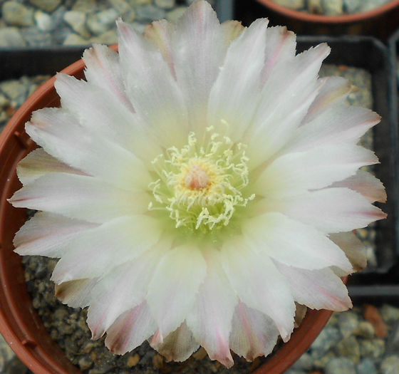 eriosyce - b-cactusi infloriti