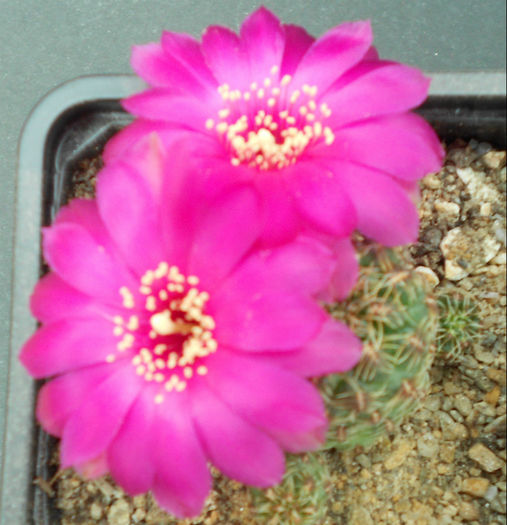 sulcorebutia - b-cactusi infloriti