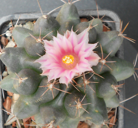 thelocactus bueckii - b-cactusi infloriti