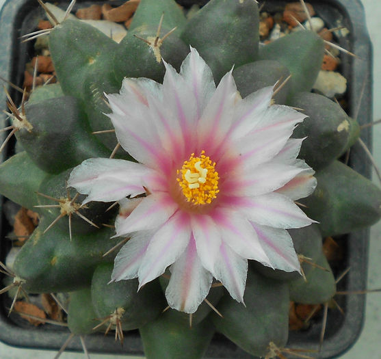 thelocactus bueckii - b-cactusi infloriti