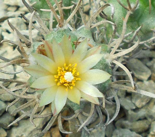 turbinicarpus flaviflorus - b-cactusi infloriti
