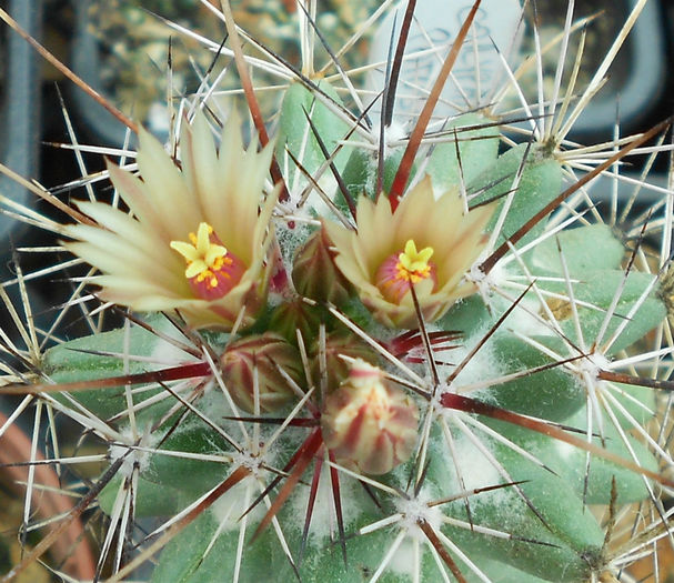 coryphantha potosina - b-cactusi infloriti