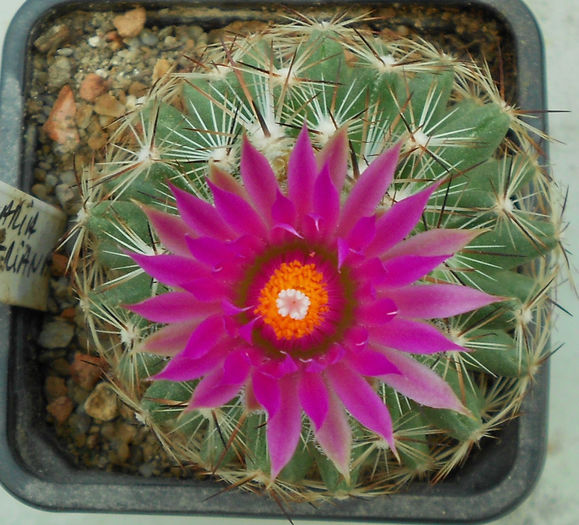 coryphantha vivipara - b-cactusi infloriti